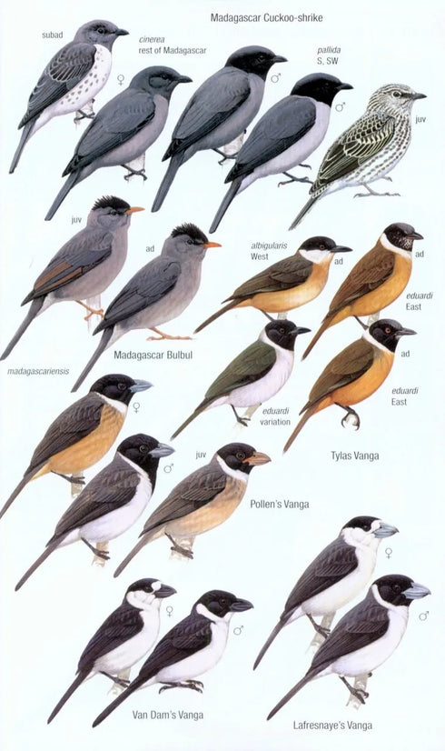 Birds of Madagascar and Indian Ocean Islands - Hawkins, F. ym. 2015