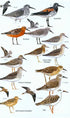 Birds of Madagascar and Indian Ocean Islands - Hawkins, F. ym. 2015
