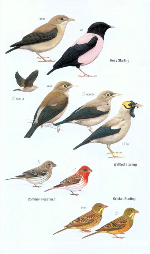 Birds of Madagascar and Indian Ocean Islands - Hawkins, F. ym. 2015