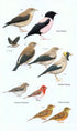 Birds of Madagascar and Indian Ocean Islands - Hawkins, F. ym. 2015