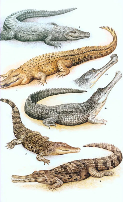 Field Guide to the Reptiles of South-East Asia - Indraneil Das 2015
