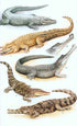 Field Guide to the Reptiles of South-East Asia - Indraneil Das 2015