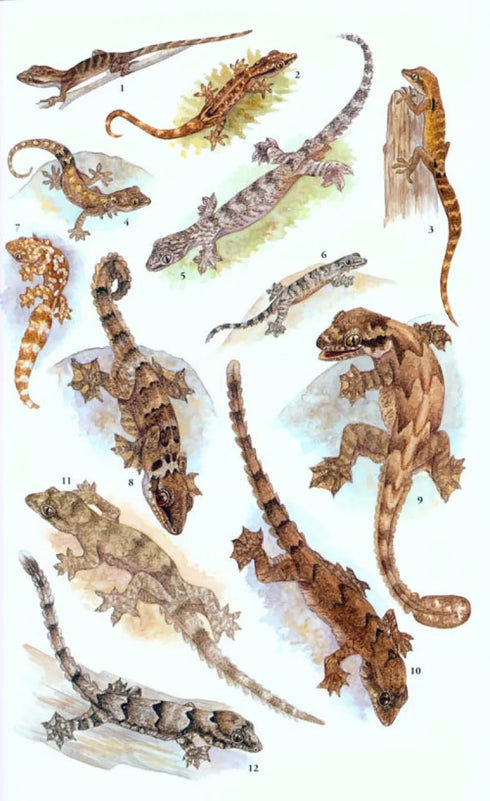 Field Guide to the Reptiles of South-East Asia - Indraneil Das 2015