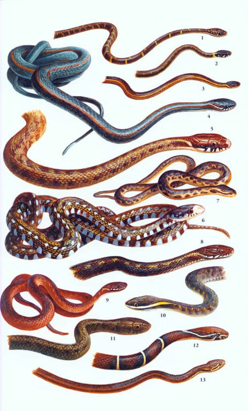 Field Guide to the Reptiles of South-East Asia - Indraneil Das 2015