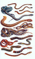 Field Guide to the Reptiles of South-East Asia - Indraneil Das 2015