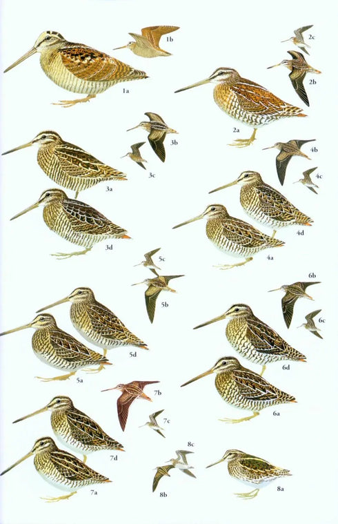 Birds of South East Asia - Robson 2015 Concise Edition