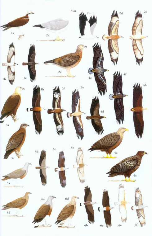 Birds of South East Asia - Robson 2015 Concise Edition