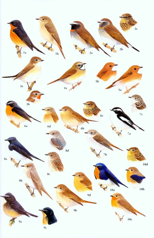 Birds of South East Asia - Robson 2015 Concise Edition