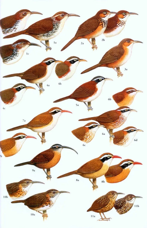 Birds of South East Asia - Robson 2015 Concise Edition