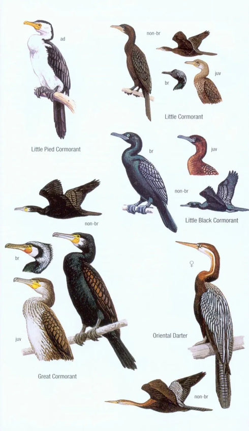 Birds of Borneo, second edition, Myers (2016)