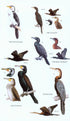 Birds of Borneo, second edition, Myers (2016)