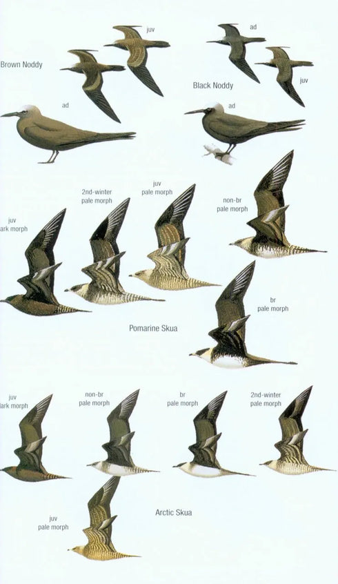 Birds of Borneo, second edition, Myers (2016)