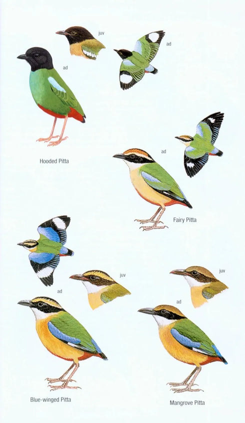 Birds of Borneo, second edition, Myers (2016)