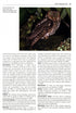 Birds New to Science - Fifty years of Avian Discoveries (Brewer)