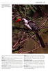 Birds New to Science - Fifty years of Avian Discoveries (Brewer)