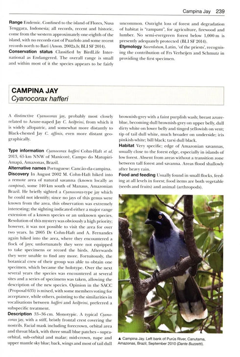 Birds New to Science - Fifty years of Avian Discoveries (Brewer)