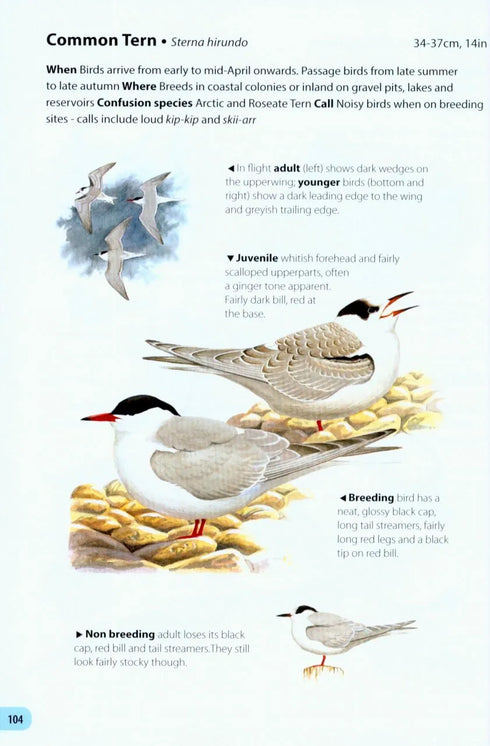 Field Guide to the Birds of Britain and Ireland - Mark Golley 2016