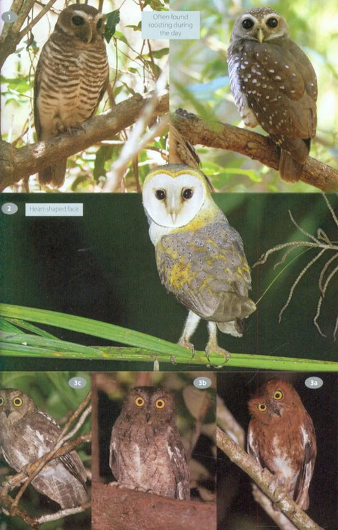 Wildlife of Madagascar, Behrens (2016)