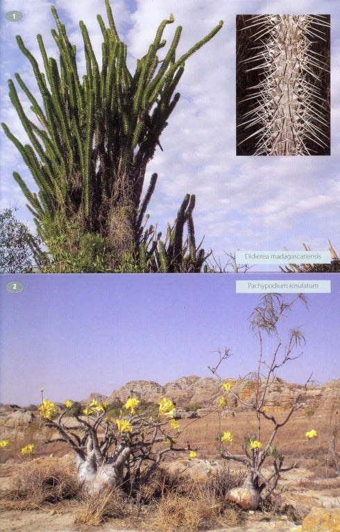 Wildlife of Madagascar, Behrens (2016)