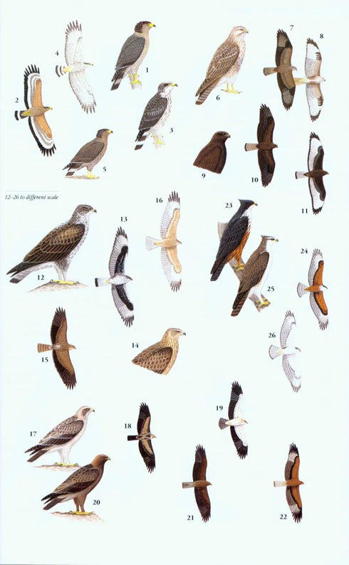 A Field Guide to the Birds of Thailand, Robson, C. 2016