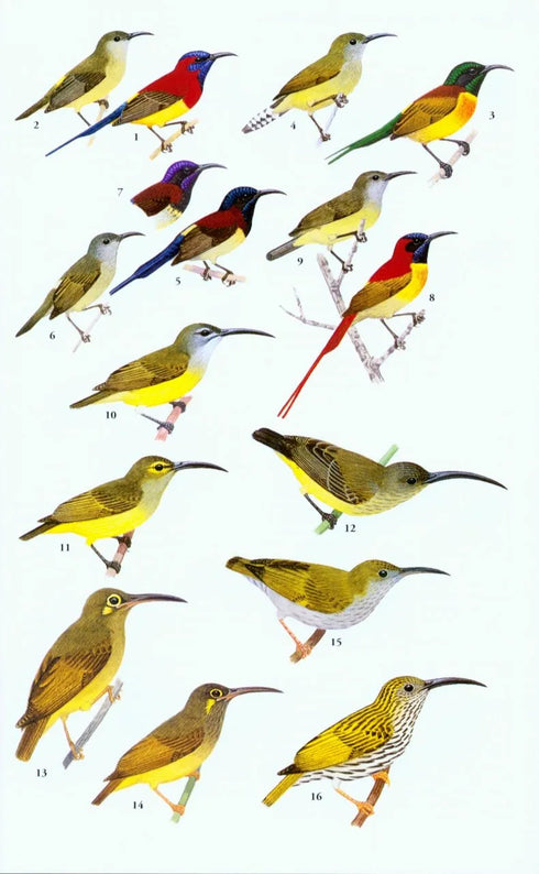 A Field Guide to the Birds of Thailand, Robson, C. 2016