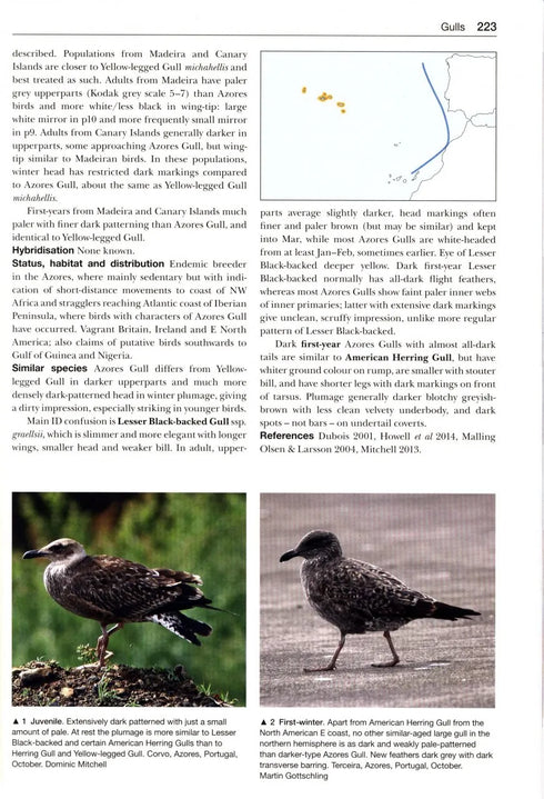 Gulls of the World, Klaus Malling Olsen. A Photographic Guide