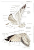 Gulls of the World, Klaus Malling Olsen. A Photographic Guide