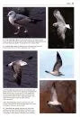 Gulls of the World, Klaus Malling Olsen. A Photographic Guide
