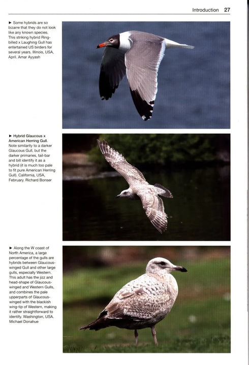 Gulls of the World, Klaus Malling Olsen. A Photographic Guide