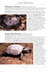 Naturalist’s Guide to the Reptails of India, Bangladesh, Bhutan, Nepal, Pakistan and Sri Lanka (Das) 2017