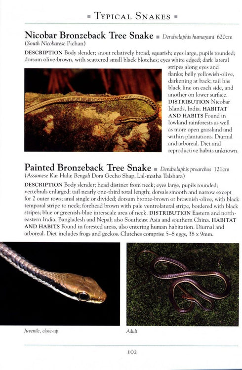 Naturalist’s Guide to the Reptails of India, Bangladesh, Bhutan, Nepal, Pakistan and Sri Lanka (Das) 2017