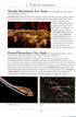 Naturalist’s Guide to the Reptails of India, Bangladesh, Bhutan, Nepal, Pakistan and Sri Lanka (Das) 2017