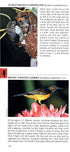 Birds of Java, Sumatra and Bali - Pocket Photo Guide (Tilford) 2017