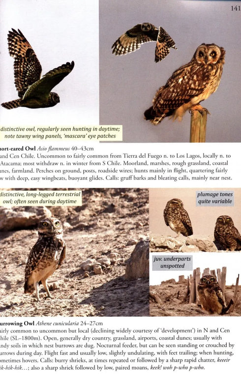 Birds of Chile - A Photo Guide - Howell,S. 2018