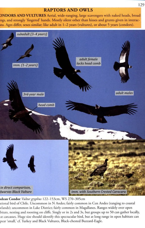 Birds of Chile - A Photo Guide - Howell,S. 2018