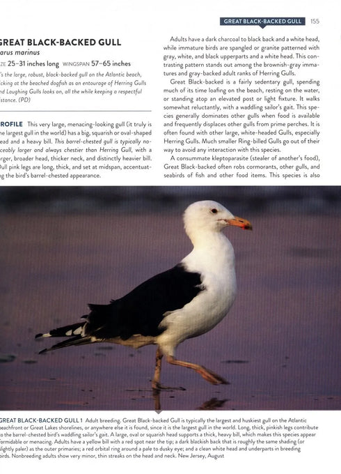 Gulls Simplified - Dunne,P. & Karlson.K. 2018