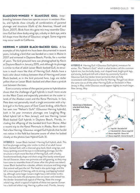 Gulls Simplified - Dunne,P. & Karlson.K. 2018