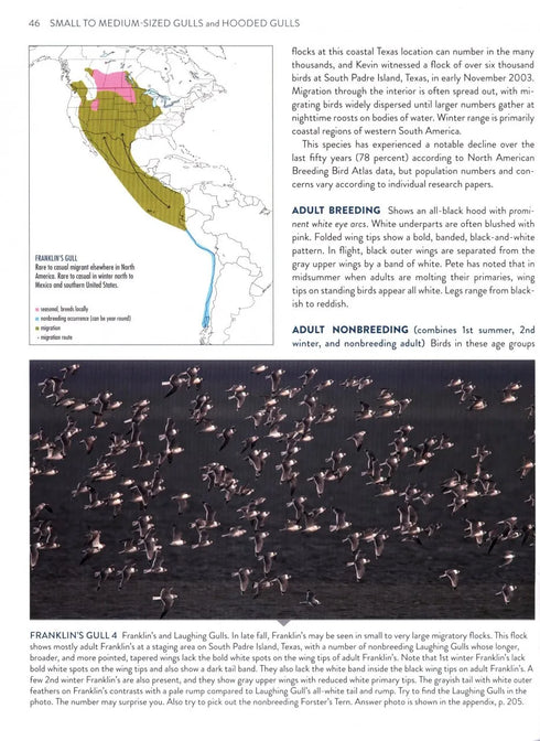 Gulls Simplified - Dunne,P. & Karlson.K. 2018