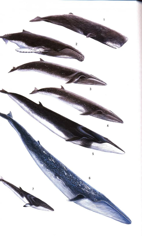 Field Guide to the Mammals of South-East Asia - 2. ed. Charles M. Francis 2019