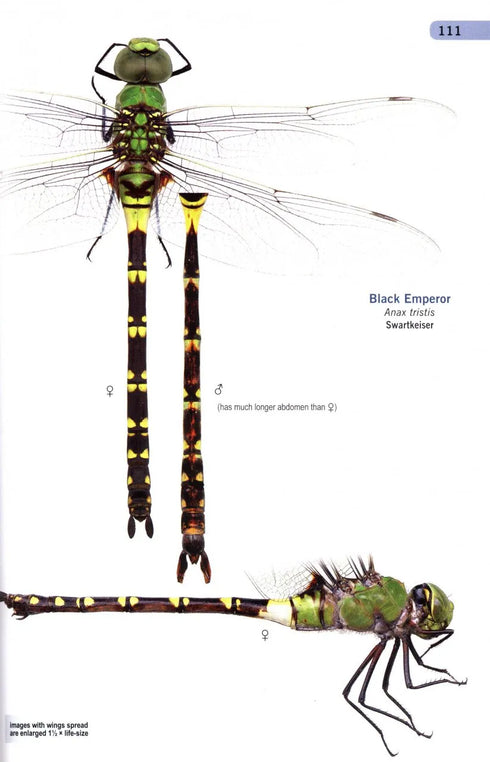 A Guide to the Dragonflies & Damselflies of South Africa - Tarboton 2019
