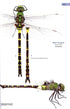 A Guide to the Dragonflies & Damselflies of South Africa - Tarboton 2019