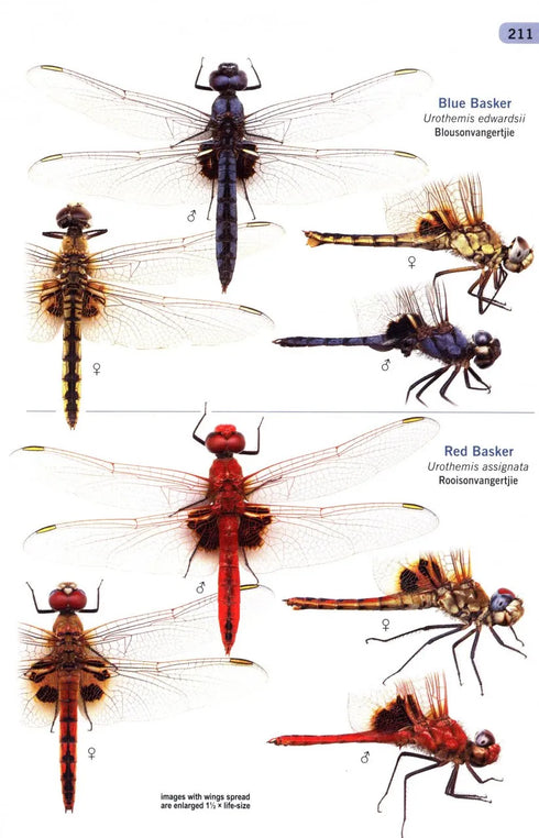 A Guide to the Dragonflies & Damselflies of South Africa - Tarboton 2019