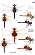 A Guide to the Dragonflies & Damselflies of South Africa - Tarboton 2019