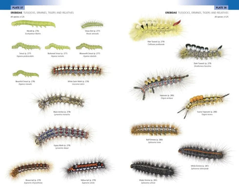 Field Guide to the Caterpillars of Great Britain and Ireland (Henwood)