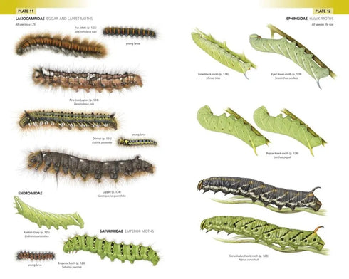 Field Guide to the Caterpillars of Great Britain and Ireland (Henwood)