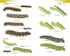 Field Guide to the Caterpillars of Great Britain and Ireland (Henwood)