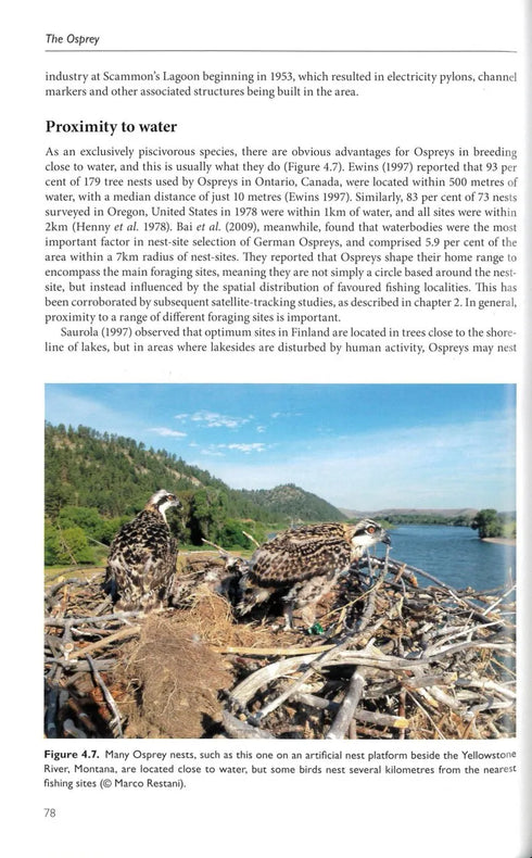 The Osprey, Mackrill - 2024