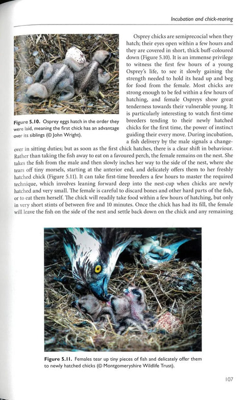 The Osprey, Mackrill - 2024