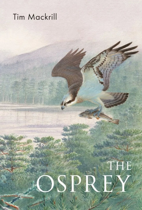 The Osprey, Mackrill - 2024