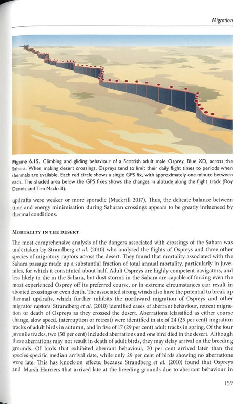 The Osprey, Mackrill - 2024